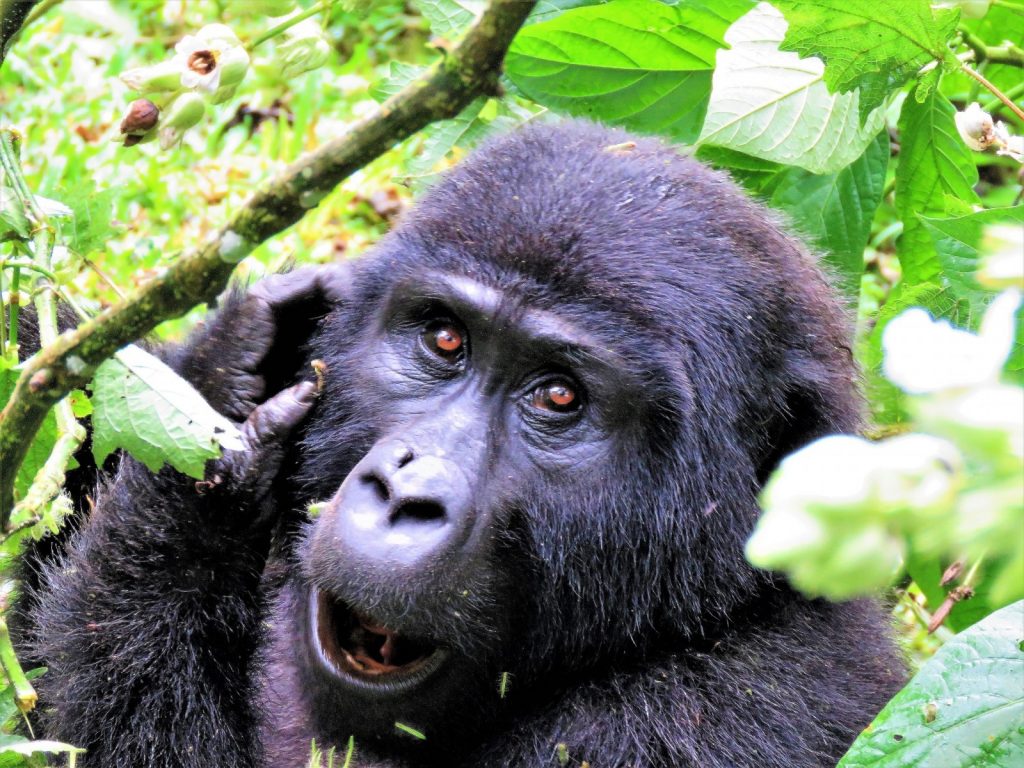 mountain gorilla