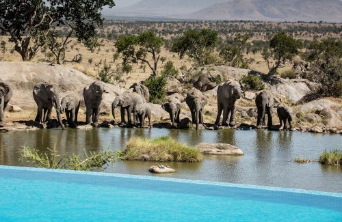 luxury-travel-adventures-africa-safari-background4